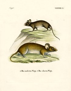 Mice by German School