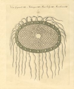 Microscopic image from the hole of the plumeless thistle-pulp by German School
