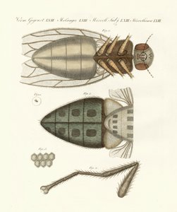 Microscopic view of the housefly