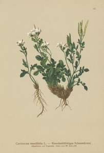 Mignonette-leaved Bitter-cress