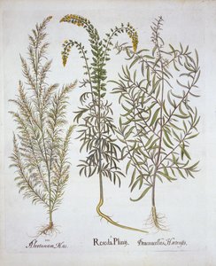 Mignonette, Southernwood, and Tarragon, from Hortus Eystettensis
