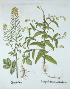 Mitre Cress and White Mustard, from Hortus Eystettensis