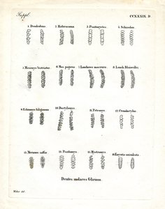 Molars