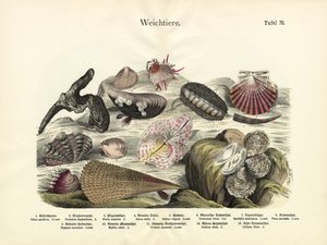 Molluscs by German School
