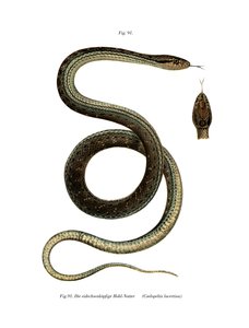 Montpellier Snake