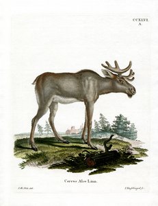 Moose by German School