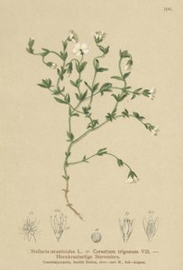 Mountain Chickweed