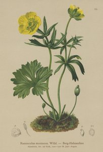 Mountain Crowfoot by German School