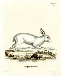 Mountain Hare by German School