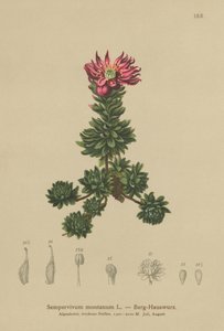 Mountain Houseleek