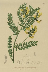Mountain Lentil