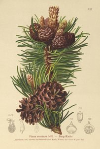 Mountain Pine