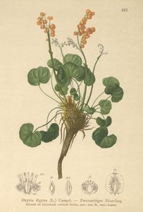 Mountain Sorrel by German School
