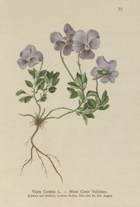 Mt. Cenis Pansy