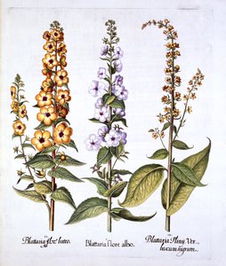 Mullein, genus Verbascum, from Hortus Eystettensis