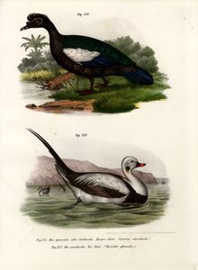 Muscovy Duck