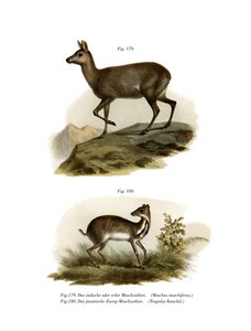 Musk Deer by German School