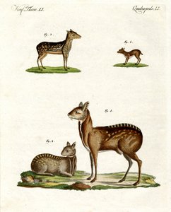 Musk Animals