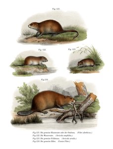 Muskrat by German School