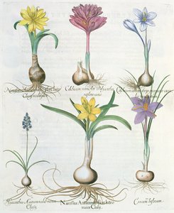 Narcissi, Crocuses and Hyacinth, from the Hortus Eystettensis by Basil Besler