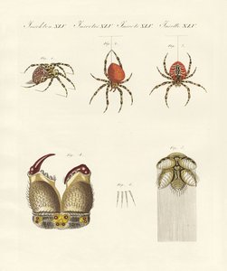 Natural history of the spider by German School