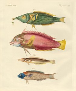 New-discovered fish by German School