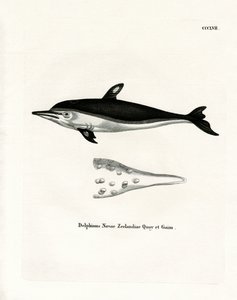 New Zealand Dolphin by German School