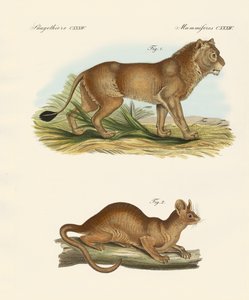 New Predatory Mammals
