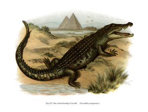 Nile Crocodile by German School