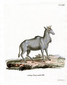 Nilgai by German School