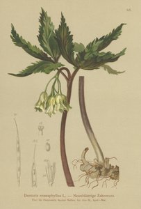 Nine-leaved Coral Wort