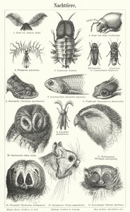 Nocturnal Animals by German School