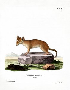 North American Opossum by German School