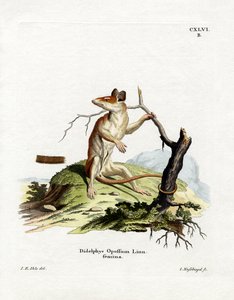 North American Opossum by German School