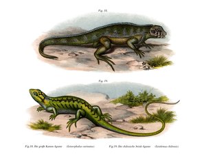Northern Curly-tailed Lizard