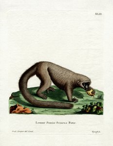 Northern Olingo by German School