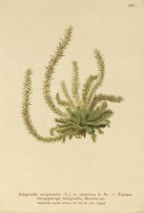 Northern Spikemoss by German School