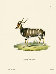 Nyala by German School