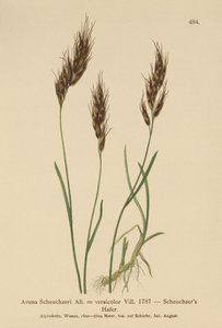 Oat-grass