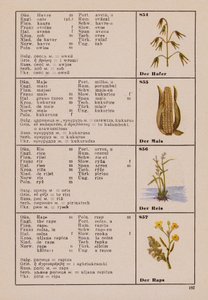 Oats, Maize, Rice, The Rape by German School