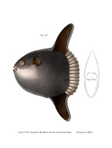 Ocean Sunfish by German School