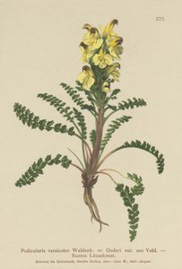 Oeders Lousewort