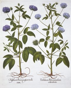 One-Flowered Clovers, from Hortus Eystettensis by German School