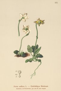 One-flowered Wintergreen