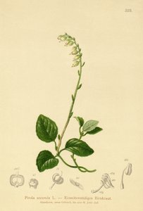One-sided Wintergreen
