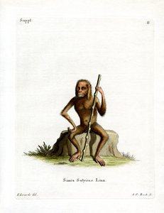 Orangutan