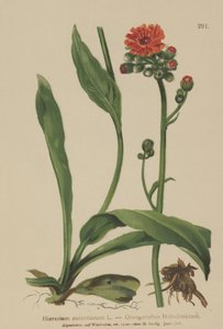 Orange Hawkweed
