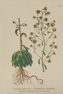 Orange Saxifrage by German School