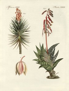 Ornamental Plant