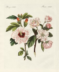 Ornamental Plants